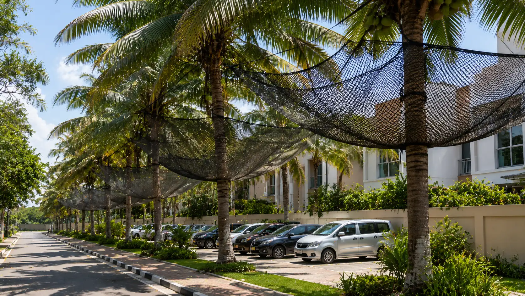 Coconut Tree Safety Nets
